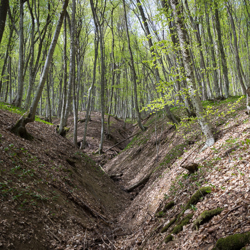 Crimea 2018 - in the Starokrym Forest