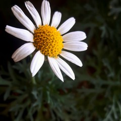 Ece - Elfida (Haluk Levent)