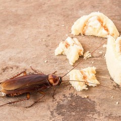 Haschisch-Kakalaken Cover