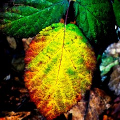 An Old Leaf Fertilizing New Ground
