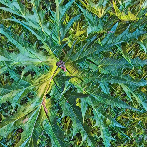 Yaroc & Frog U - Xylento