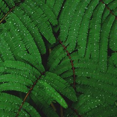 Lost Son - Life (extended)