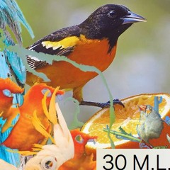 All Birds prod. 30 M.L.