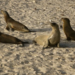 Isla de San Cristobal (Galapagos) - Playa Punta Carola, Centro De Interpretacion :  Sea lions