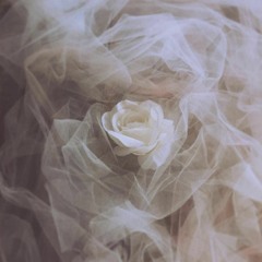 Bar Segment (Shades)