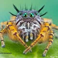 Funky 888 ( remastered )