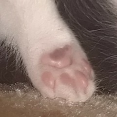 Clip - Blixemi's Swallowing Shadows - Cover by Squeak