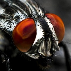 Inadaptado Desadaptado - Moscas