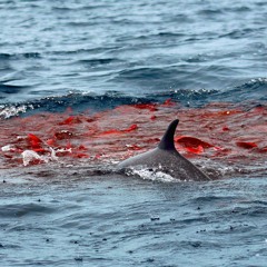 Dolphin Bait Ball and Humpback Whale - Drake Bay, Costa Rica -  8-6-18