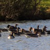 Looking for wildlife on my local lake