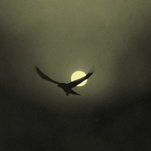 The Lonely Bird by D Λ N N