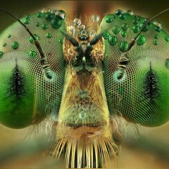 TELLUS - The Insectoid (Recorded live at SAP2 )