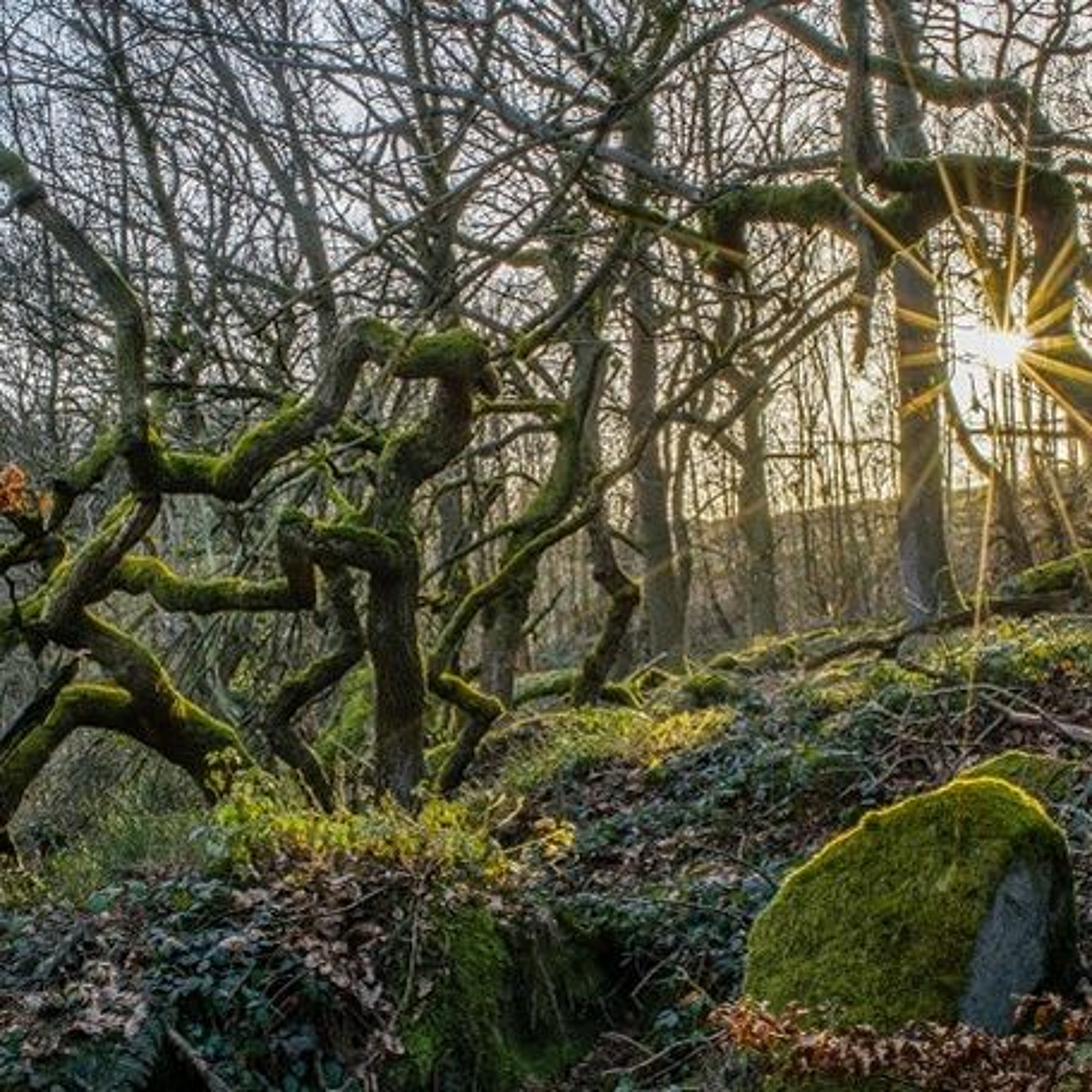 Into The Ancient Woodlands