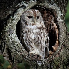Crimea 2018 - Tawny owl