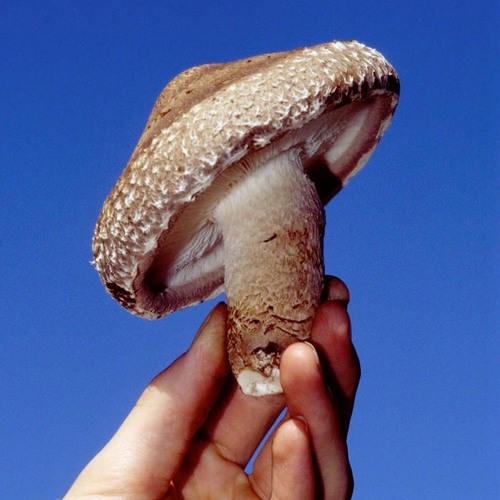 Stream Shiitake by Raydar Releases Listen online for free on SoundCloud