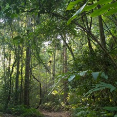 Thung Yai - Hill Evergreen Forest in Thailand's Western Forest Complex