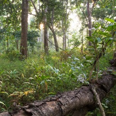 Thung Yai - Dry Dipterocarp Forest in Thailand's Western Forest Complex