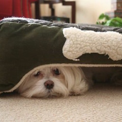 Episode 7: Aversion Control (8/7/2018)