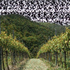 Georg - Fahrverbot (prod. By DAVID X ELI, The Cratez)