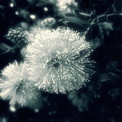 Ribes (Preview)