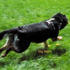 big lawn