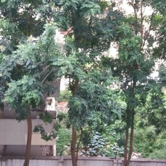 ZindagiTujhkoJiyaHai_ChitraSingh