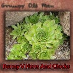 Grumpy Old Man - Bunny V Hens And Chicks
