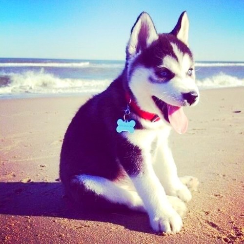 A Puppy Smooth Summer - 6th Annual Edition