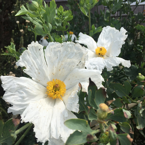 Seaside Flowers That Also Grow Well in the Rogue Valley