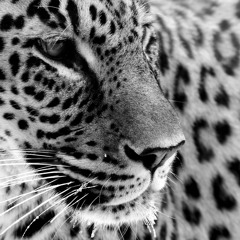 Sprung A Leak (messin around)