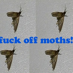 fuck off moths!