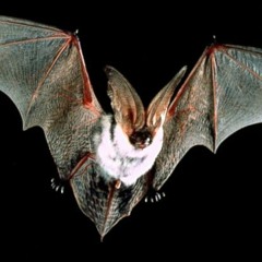 kick doe x hottheadrico x jp17 x indigo