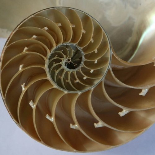 Infinite Spinning (2018): American Modern Ensemble