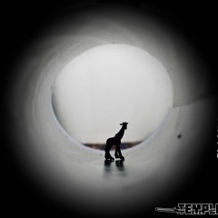 Black Hole Safari