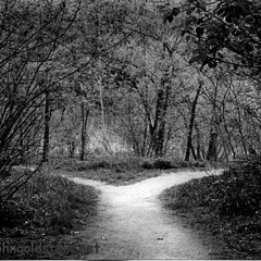 Fork In The Road