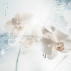 x/o - Orchid Dream
