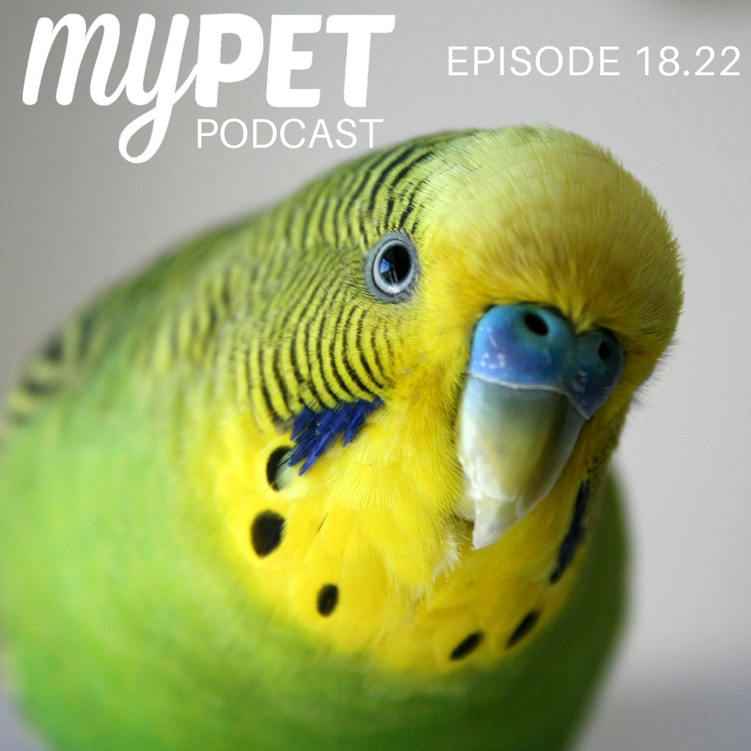 Feeding Your Little Bird and Keeping Them Healthy. episode artwork