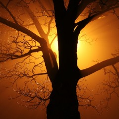 hAgent & M. Uckermann - hanging tree bootleg Free DL