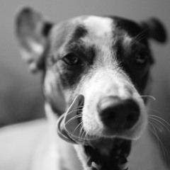 Só Quero Te Alegrar