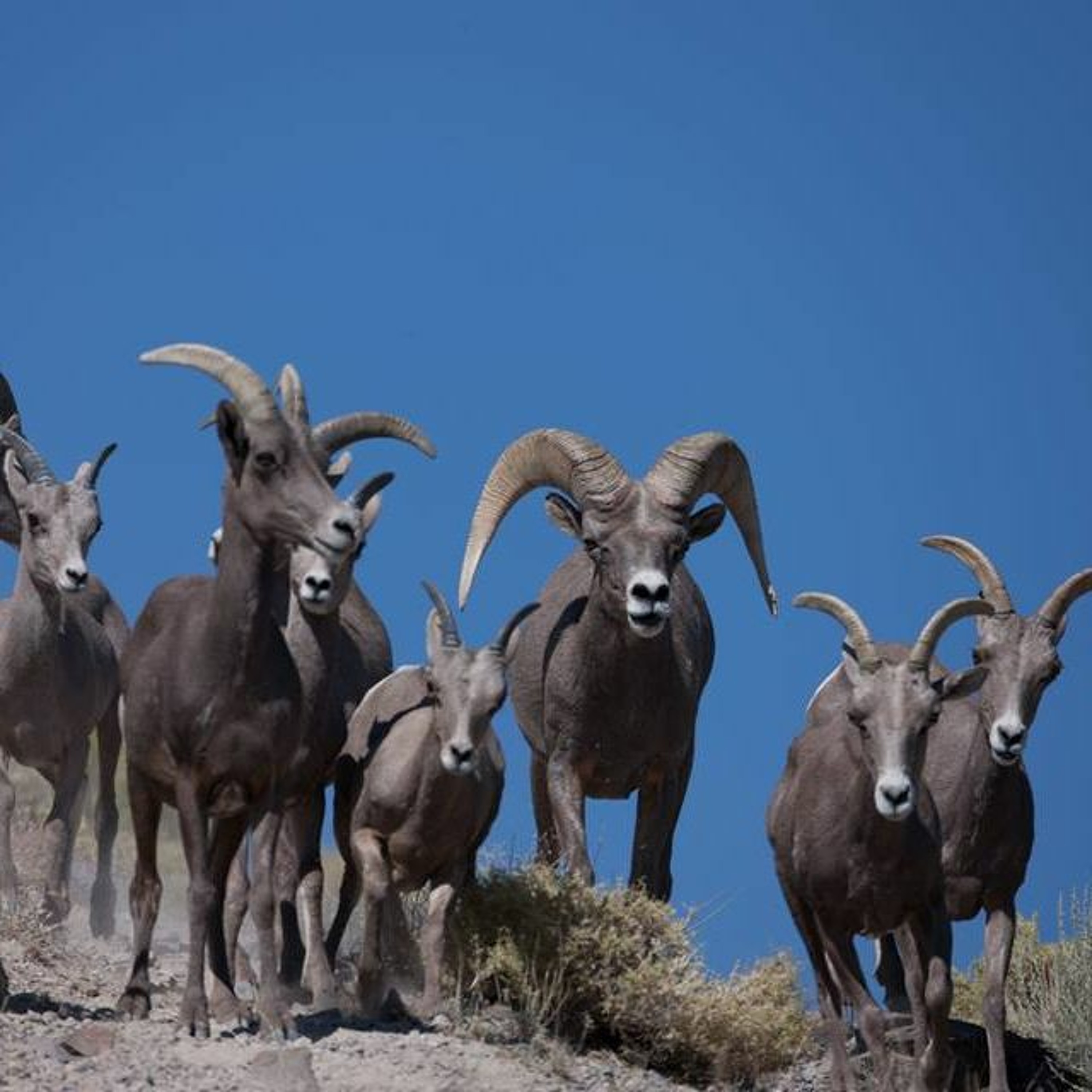 NDOW presents the Nevada Wild Podcast