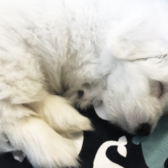 Dog Barking? Soothe Your Pet Now with Calming White Noise (75 Minutes)