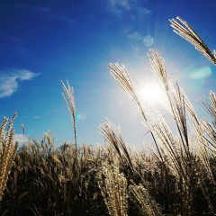 Dance Of The Reeds