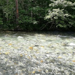 Lara Poe - La Rivière et la Forêt