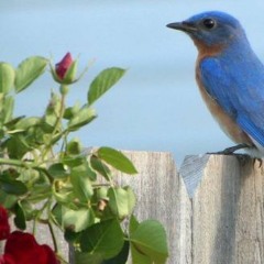 Bluebird (Fidler and Flood)