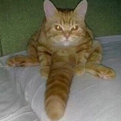 KING CAT (Alfonso Llorente)