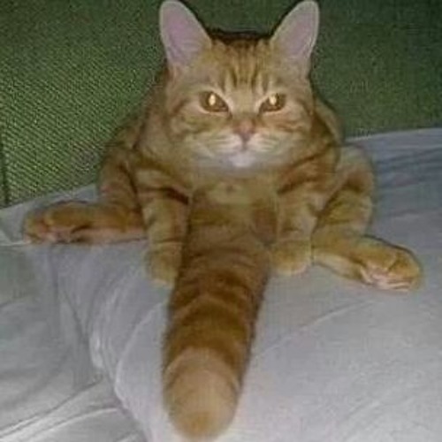 KING CAT (Alfonso Llorente)