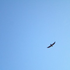 하늘을 날다 The Blue Sky