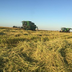 #TMFF (The Markets For Farmers) --- SynTalk