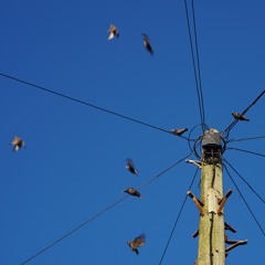 'This Might Not Work, But We Might As Well Just Try It Anyway' by Organic Pete and The Herbs