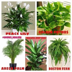 اناشيد بموسيقى